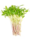 Mung bean microgreens, bunch of fresh and raw shoots of Vigna radiata Royalty Free Stock Photo