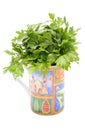 Bunch of fresh and natural parsley in colorful cup. White background Royalty Free Stock Photo