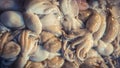 Bunch of fresh Octopuses and squids on the local fish market in Thailand. Fresh sea food. Royalty Free Stock Photo