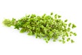 Bunch of fresh Oregano herb / Majoram / Royalty Free Stock Photo