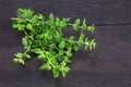 Bunch of fresh oregano, Origanum vulgare, on rustic dark wood, c Royalty Free Stock Photo