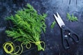 A bunch of fresh organic dill on a black vintage rustic background, tied with green twine