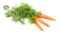 bunch of fresh organic garden carrot with greens Royalty Free Stock Photo