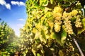 Bunch of fresh organic grape on vine branch Royalty Free Stock Photo
