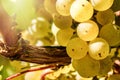 Bunch of fresh organic grape on vine branch Royalty Free Stock Photo