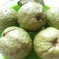 bunch of fresh organic guava on the table