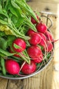 Bunch of Fresh Organic Red Radishes with Water Drops in Aluminum Dish on Weathered Wood Garden Table in Sunlight. Royalty Free Stock Photo