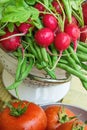 Bunch of Fresh Organic Red Radishes with Water Drops in Colander Tomatoes on Weathered Wood Garden Table Royalty Free Stock Photo