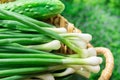 Bunch of Fresh Organic Scallions Cucumbers in Wicker Basket on Garden Greenery Background. Summer Vitamins Healthy Diet