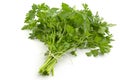 Bunch of fresh parsley Royalty Free Stock Photo