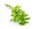 Bunch of fresh parsley isolated on white background Royalty Free Stock Photo