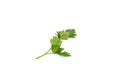 Bunch fresh parsley isolated on white background. Close up Royalty Free Stock Photo