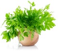 Bunch fresh parsley Royalty Free Stock Photo
