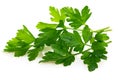 Bunch fresh parsley Royalty Free Stock Photo