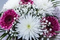 bunch of fresh pink gerbera chamomile and big white chrysanthemum flower
