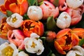 bunch of fresh pink, red and white tulip flowers close up Royalty Free Stock Photo