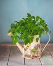 A bunch of fresh pulp in a decorative garden watering can standing on a wooden table