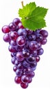 Bunch of Fresh Purple Grapes with Green Leaf on White Background Still Life Royalty Free Stock Photo