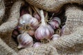 Fresh Garlic Bulbs in Burlap Sack