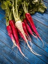 Bunch of fresh radish Royalty Free Stock Photo