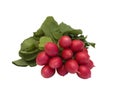 Bunch of fresh radish isolated