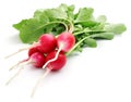 Bunch fresh radish isolated Royalty Free Stock Photo