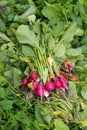 Bunch fresh radish torn Royalty Free Stock Photo