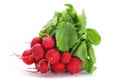 Bunch of fresh radishes Royalty Free Stock Photo