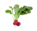 Bunch of fresh radishes Royalty Free Stock Photo