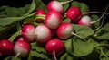 Bunch of fresh radishes with green leaves on a black background