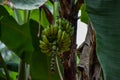 Bunch of fresh raw green bananas in the garden. Banana tree background Royalty Free Stock Photo