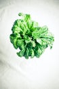 Bunch of fresh raw green basil Royalty Free Stock Photo