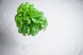 Bunch of fresh raw green basil Royalty Free Stock Photo