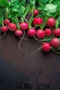 Bunch of Fresh Raw Ripe Red Radishes with Green Leaves Arranged as Upper Border on Dark Rusty Background. Top View Flat Lay. Royalty Free Stock Photo