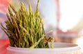 Bunch of fresh raw wild asparagus from the countryside in an blurred bucket on blurred background. Copy space. Eat healthy and Royalty Free Stock Photo