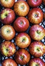 A bunch of fresh red apple in a tray with reflecting water drops on it, blurry black background, long exposure photography Royalty Free Stock Photo