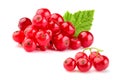 Bunch of fresh red currant with leaf. Royalty Free Stock Photo