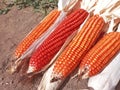 Bunch of Fresh Red Maize or Corn Cob During Harvest Season at the Field for Popcorn Royalty Free Stock Photo