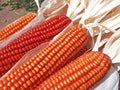 Bunch of Fresh Red Maize or Corn Cob During Harvest Season at the Field for Popcorn Royalty Free Stock Photo