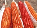 Bunch of Fresh Red Maize or Corn Cob During Harvest Season at the Field for Popcorn Royalty Free Stock Photo