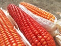 Bunch of Fresh Red Maize or Corn Cob During Harvest Season at the Field for Popcorn