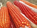 Bunch of Fresh Red Maize or Corn Cob During Harvest Season at the Field for Popcorn Royalty Free Stock Photo