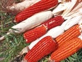 Bunch of Fresh Red Maize or Corn Cob During Harvest Season at the Field for Popcorn Royalty Free Stock Photo