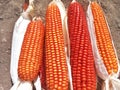 Bunch of Fresh Red Maize or Corn Cob During Harvest Season at the Field for Popcorn Royalty Free Stock Photo