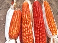 Bunch of Fresh Red Maize or Corn Cob During Harvest Season at the Field for Popcorn