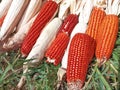 Bunch of Fresh Red Maize or Corn Cob During Harvest Season at the Field for Popcorn Royalty Free Stock Photo