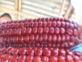 Bunch of Fresh Red Maize or Corn Cob During Harvest Season at the Field for Popcorn Royalty Free Stock Photo