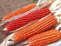 Bunch of Fresh Red Maize or Corn Cob During Harvest Season at the Field for Popcorn Royalty Free Stock Photo