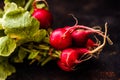 Bunch of Fresh Red Radish with Green Leaves on Dark Background Royalty Free Stock Photo