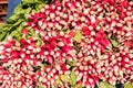 Bunch of fresh red radishes on a bio market Royalty Free Stock Photo